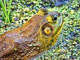 Bullfrog Closeup_DSCF05748